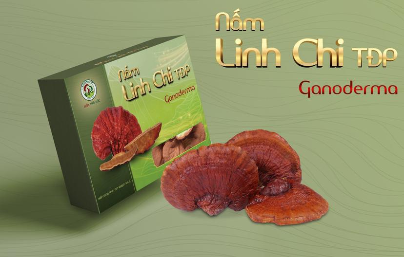 Nấm Linh Chi Việt Nam được trồng tại vùng Tây Nguyên Đăk Lăk