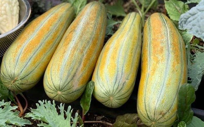 Dưa gang vĩnh long