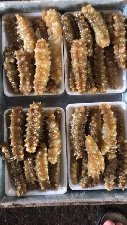 Hải sâm gai - đảo Phú quý 