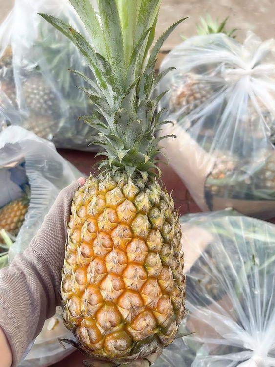 Trái Dứa Bắc chín tự nhiên, loại to, thơm mật