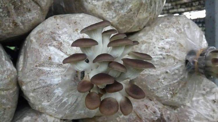 Nấm Bào Ngư tươi ngon được công ty Nấm Tâm Đức phân lập giống và nuôi trồng theo hướng hữu cơ. 