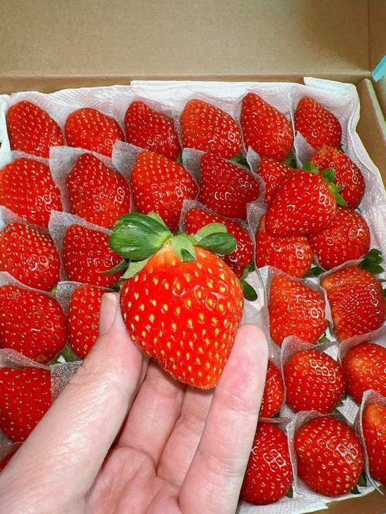 Dâu Đà Lạt tươi ngon, tìm đầu ra hợp tác lâu dài, ổn định, uy tín