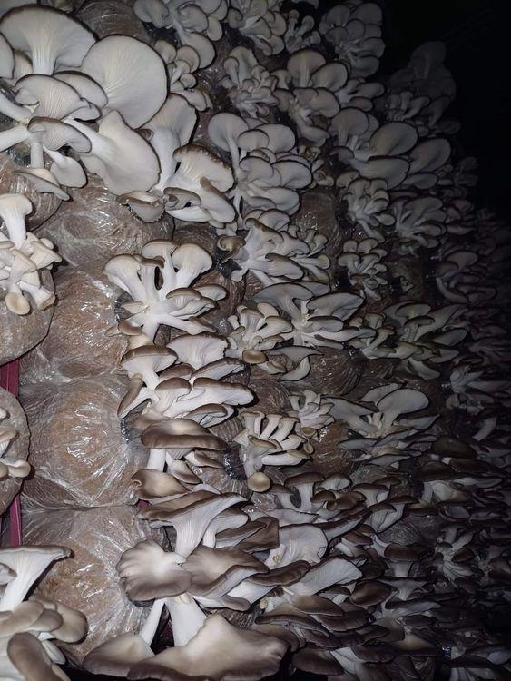 Phôi Nấm Bào Ngư, Linh Chi sỉ lẻ toàn quốc.