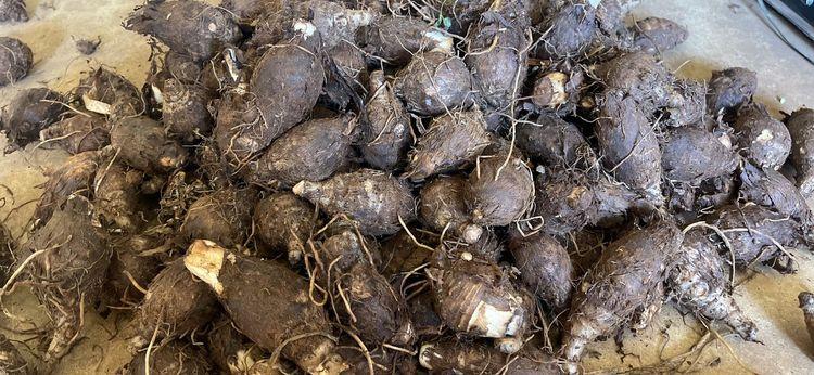 Khoai môn sáp vàng Đà Lạt