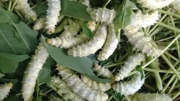 Nuôi Tằm