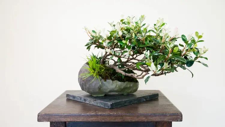 Đồ Sưu Tầm
