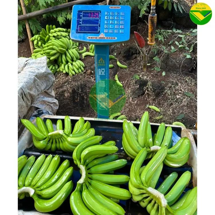 Chuối già Nam mỹ tươi ngon