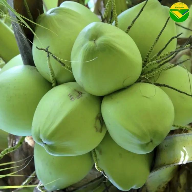 Dừa tươi vikafoods