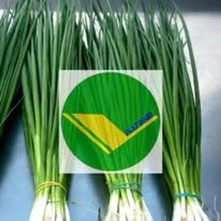Hành lá tươi vikafoods