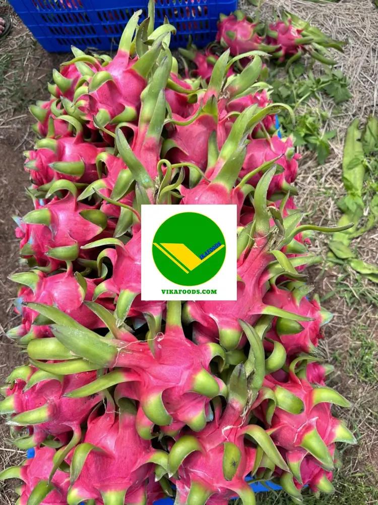 Thanh long tươi Vikafoods