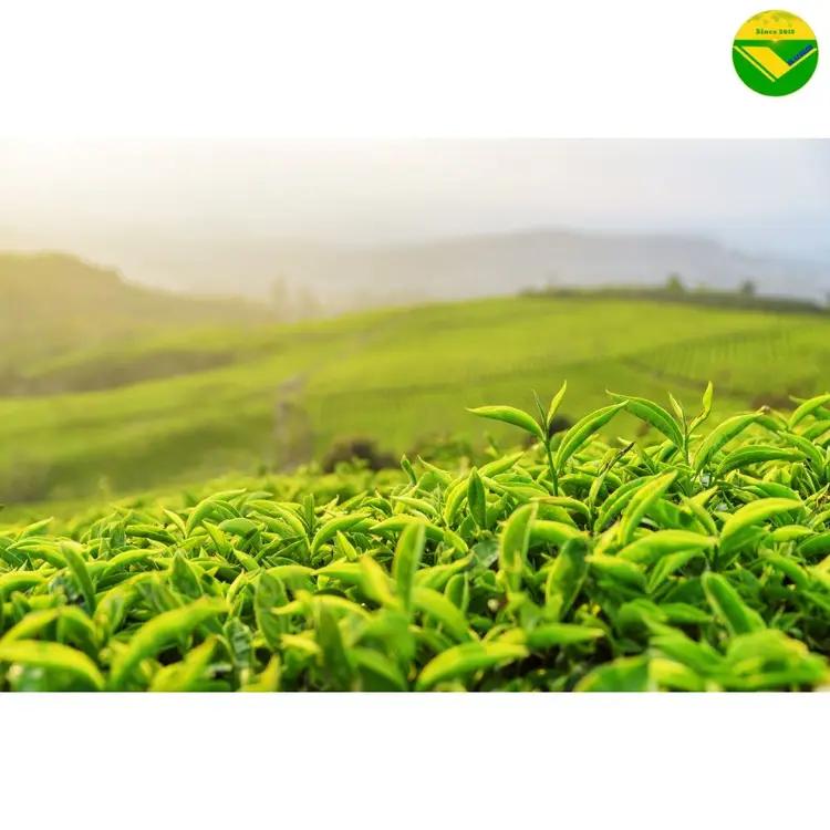 Trà Oolong Thượng hạng Vikafoods