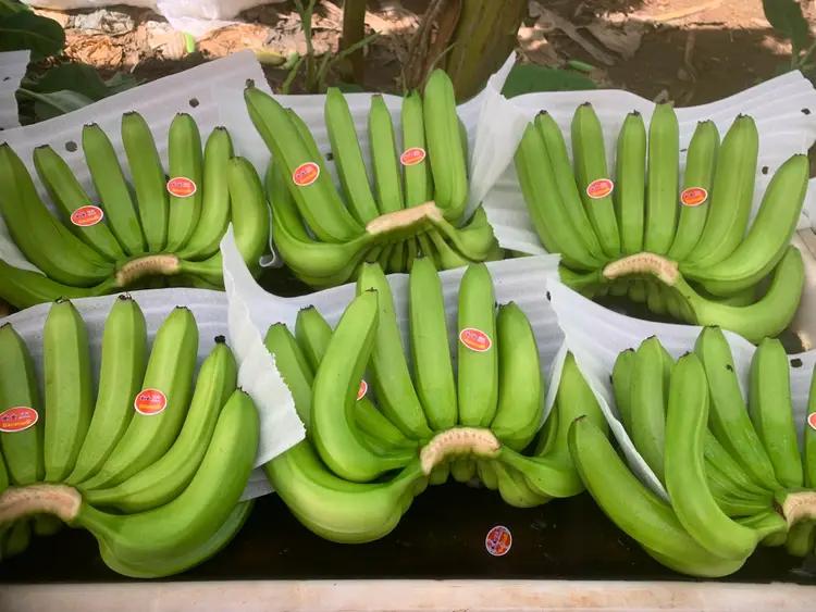 Trái chuối tươi vikafoods