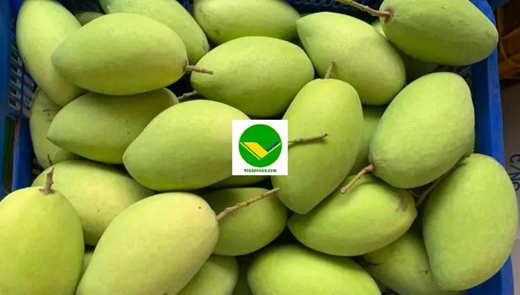 Xoài thơm ngon Vikafoods