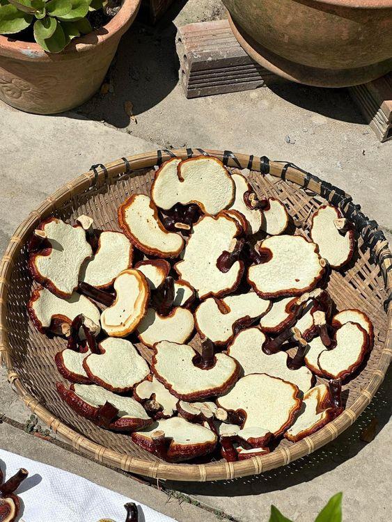 Nấm Linh Chi Đài Loan ( khô ) - nguyên tai ( gói 200 gr ) - ổn định huyết áp, ngăn ngừa ung thư