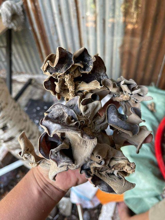 Nấm mèo đen long khánh, dai giòn