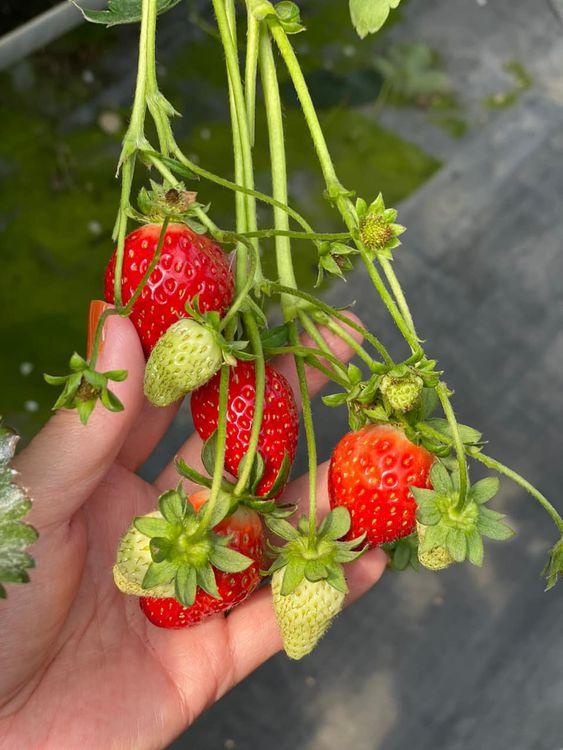 Dâu Đà Lạt tự nhiên không chứa chất bảo quản