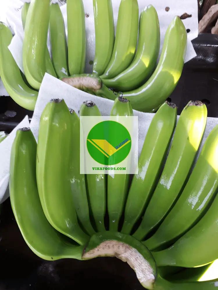 Cung cấp trái chuối già nam mỹ Vikafoods
