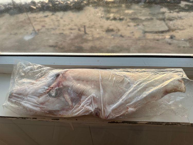 Cá bò da - đảo Phú Quý