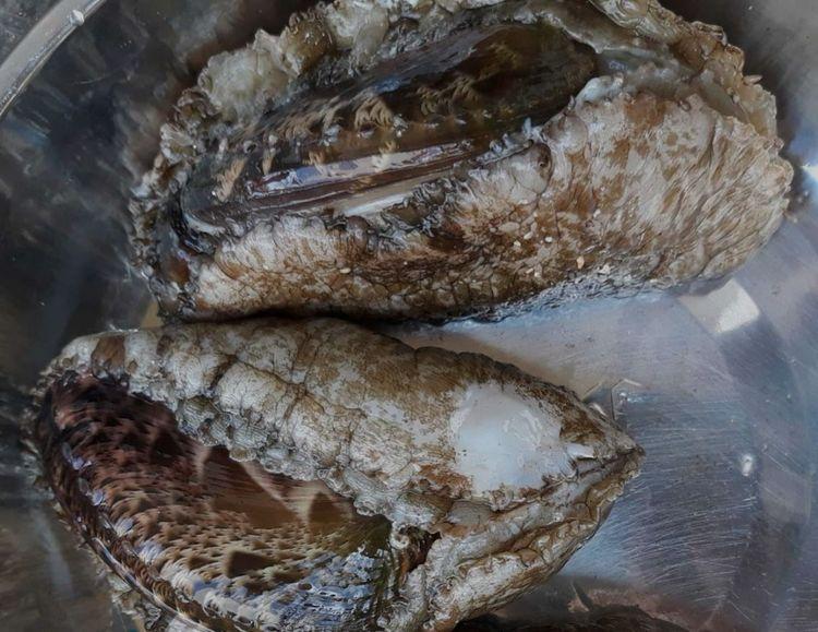 Bào ngư đảo Phú Quý