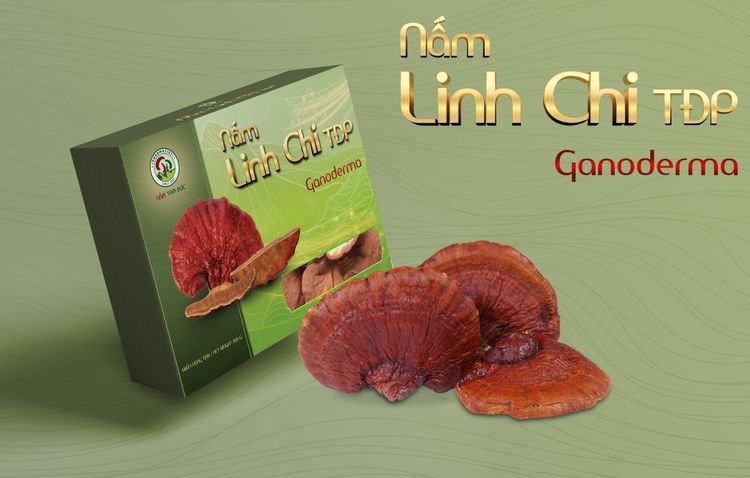 Nấm Linh Chi Việt Nam được trồng tại vùng Tây Nguyên Đăk Lăk 