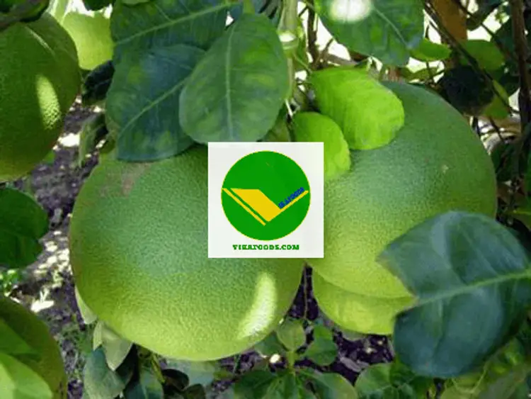 Bưởi tươi ngon Vikafoods 