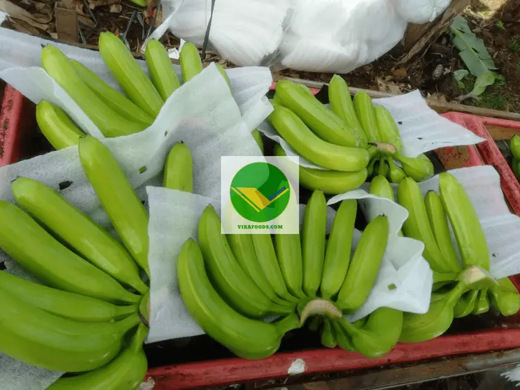 Chuối già Nam mỹ Vikafoods 