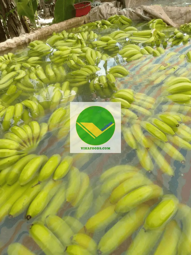 Chuối già nam mỹ Vikafoods 