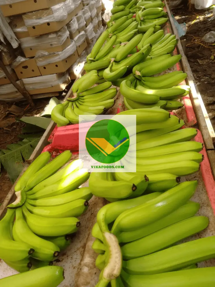 Chuối già Nam Mỹ Vikafoods 
