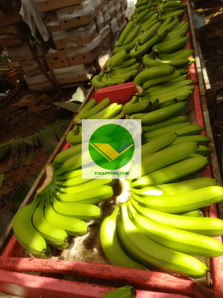 Chuối già nam mỹ Vikafoods 