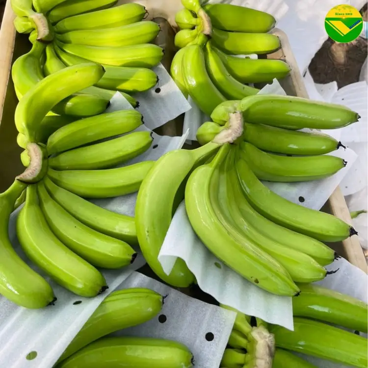 Chuối già Nam Mỹ Vikafoods 