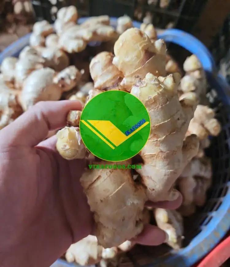 Củ gừng tươi vikafoods 