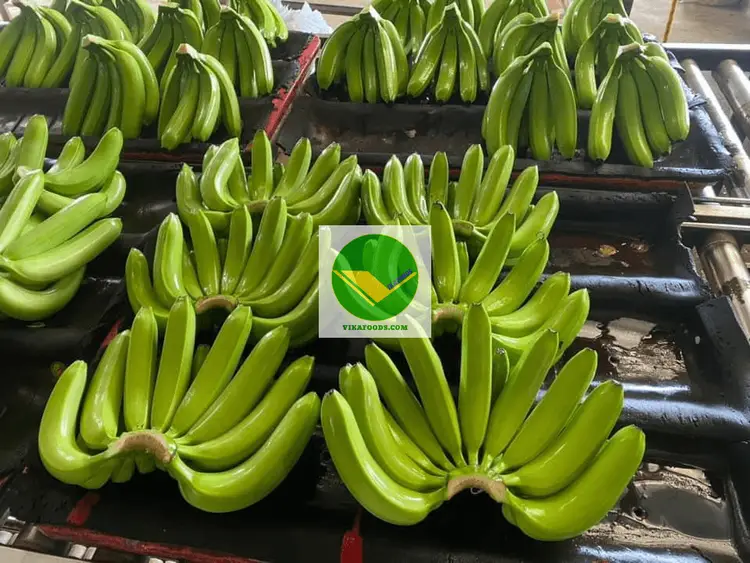 Cung cấp chuối già Nam Mỹ 