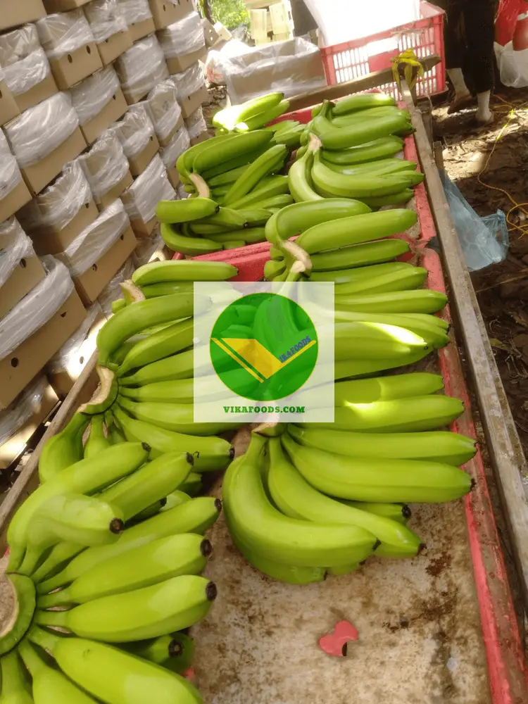 Cung cấp chuối già Nam Mỹ 