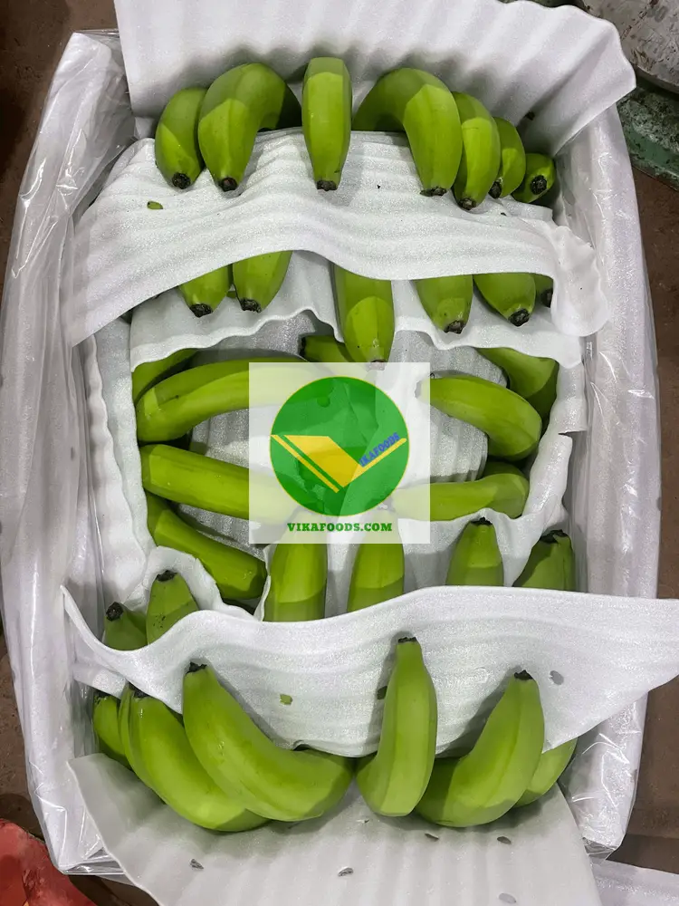 Cung cấp chuối già Nam Mỹ 