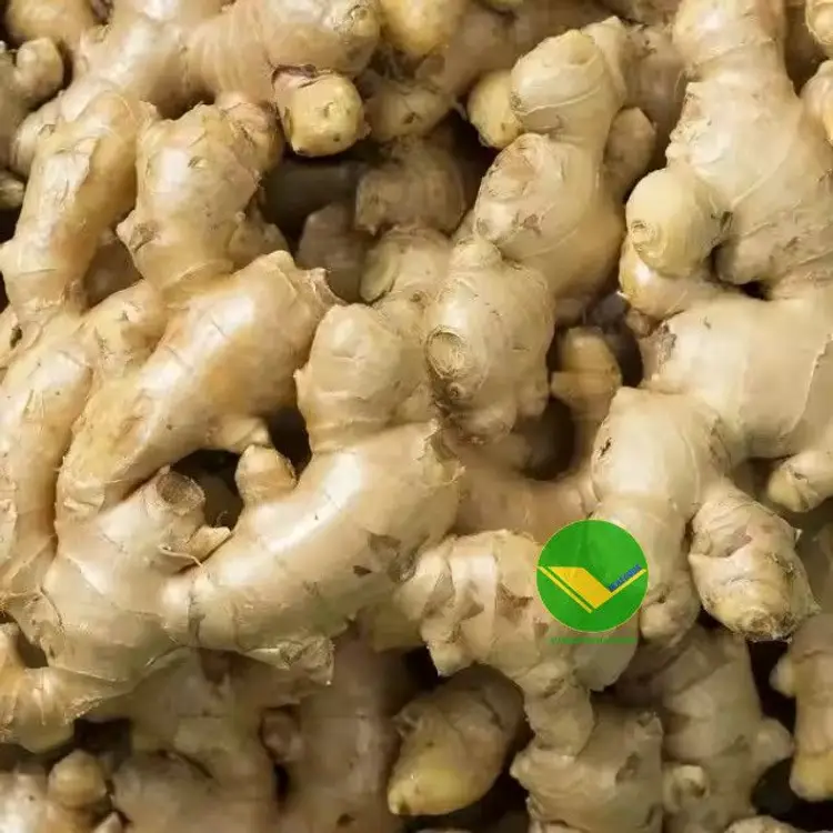 Cung cấp gừng tươi Vikafoods 