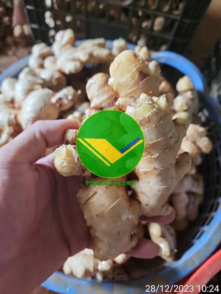 Cung cấp gừng tươi Vikafoods 