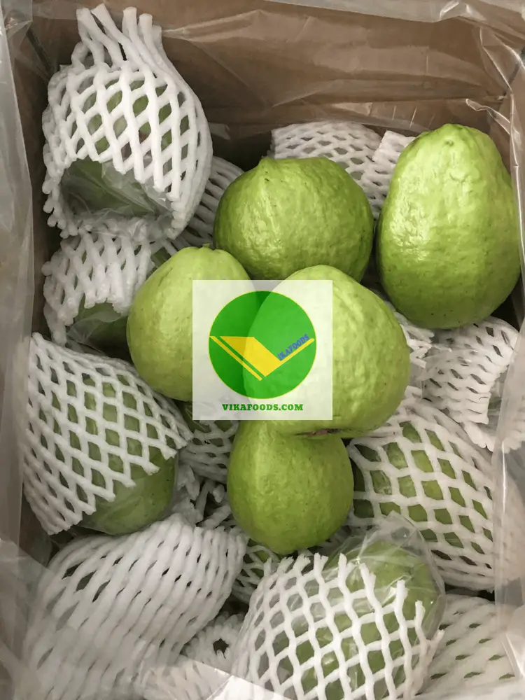 Cung cấp Ổi tươi ngon 