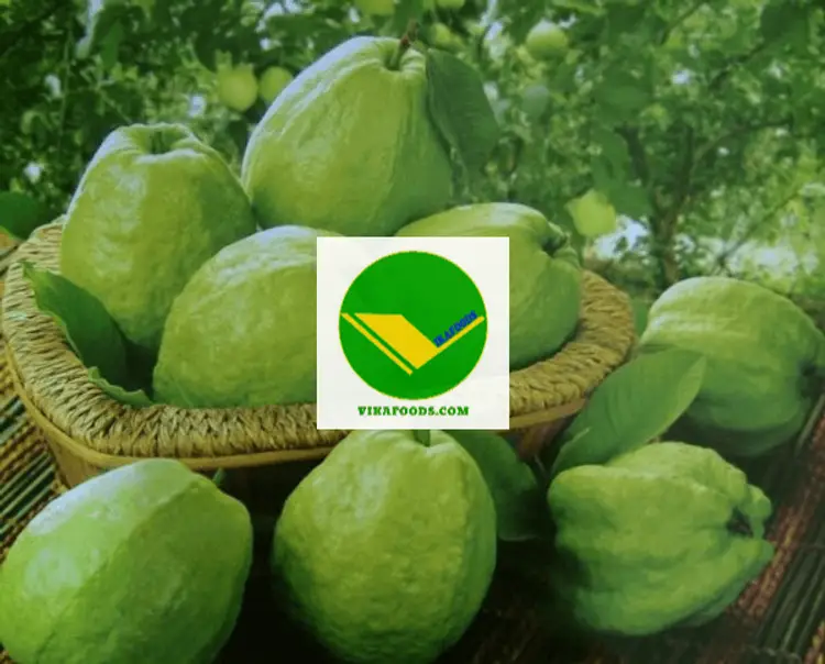 Cung cấp Ổi tươi ngon 