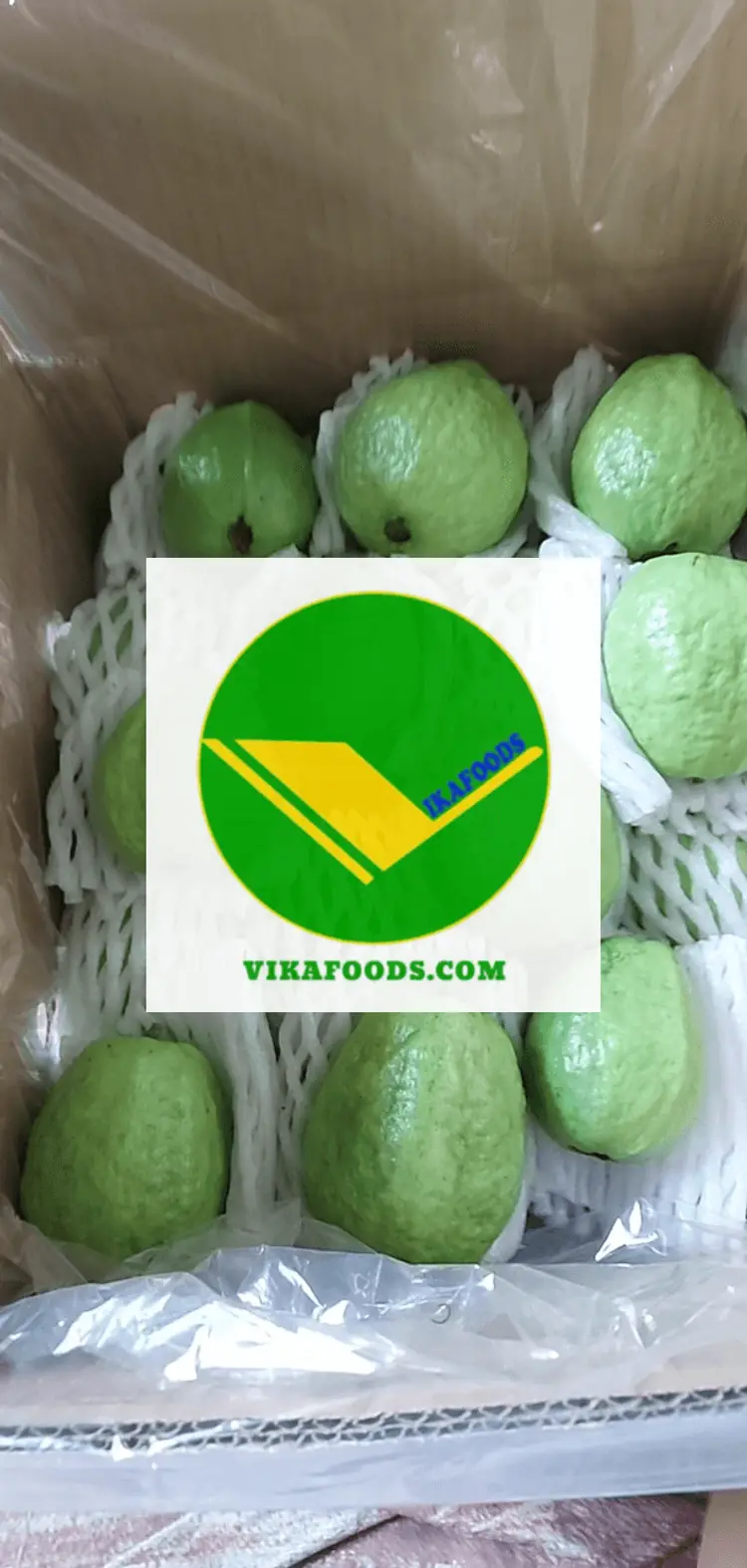 Cung Cấp Ổi Tươi ngon Vikafoods 