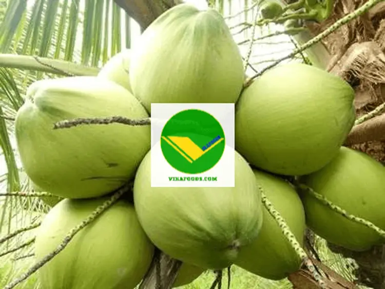 Dừa Tươi mát lạnh Vikafoods 