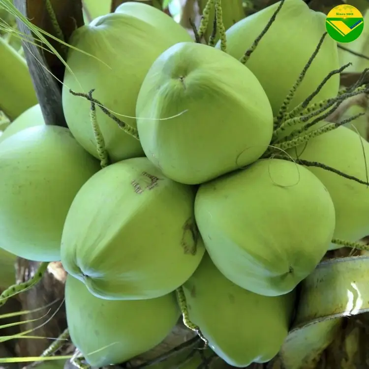 Dừa tươi vikafoods 