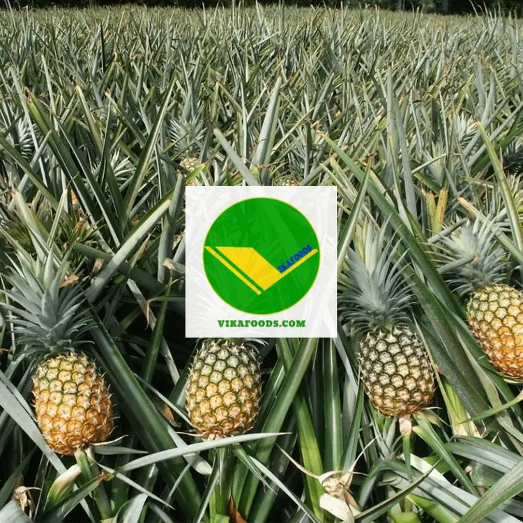 Dứa tươi Vikafoods 