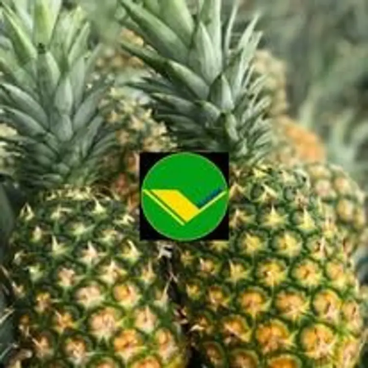 Dứa tươi vikafoods 