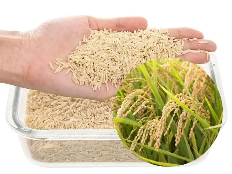 Gạo lứt nguyên cám - Hướng dẫn nấu cơm gạo lứt 