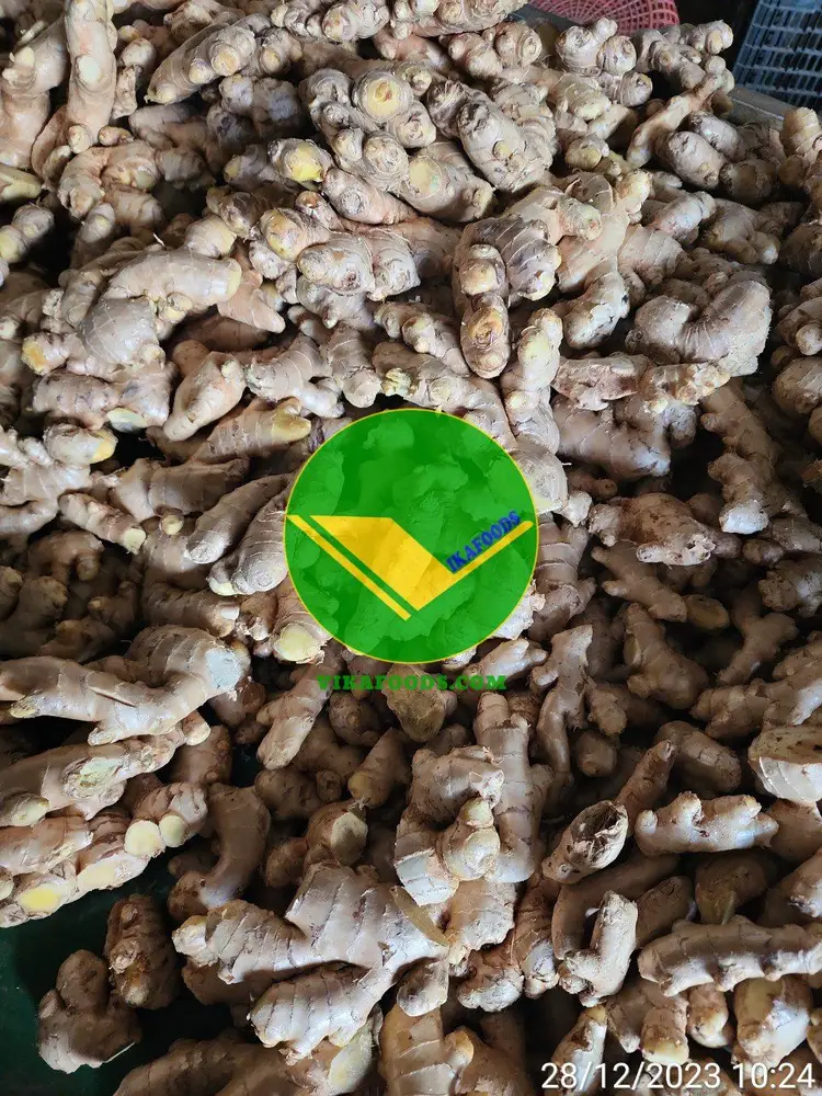 Gừng tươi Vikafoods 