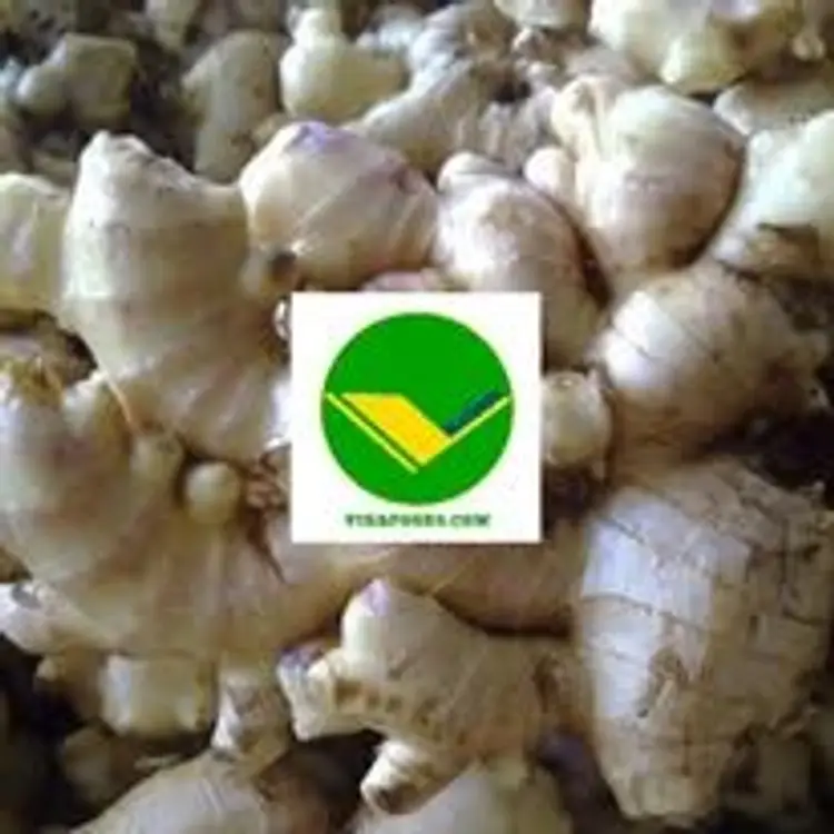 Gừng tươi vikafoods 