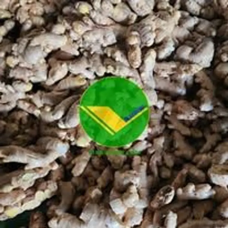 Gừng tươi vikafoods 