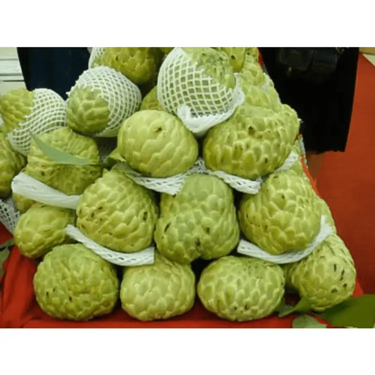 Mãng cầu na tươi vikafoods 