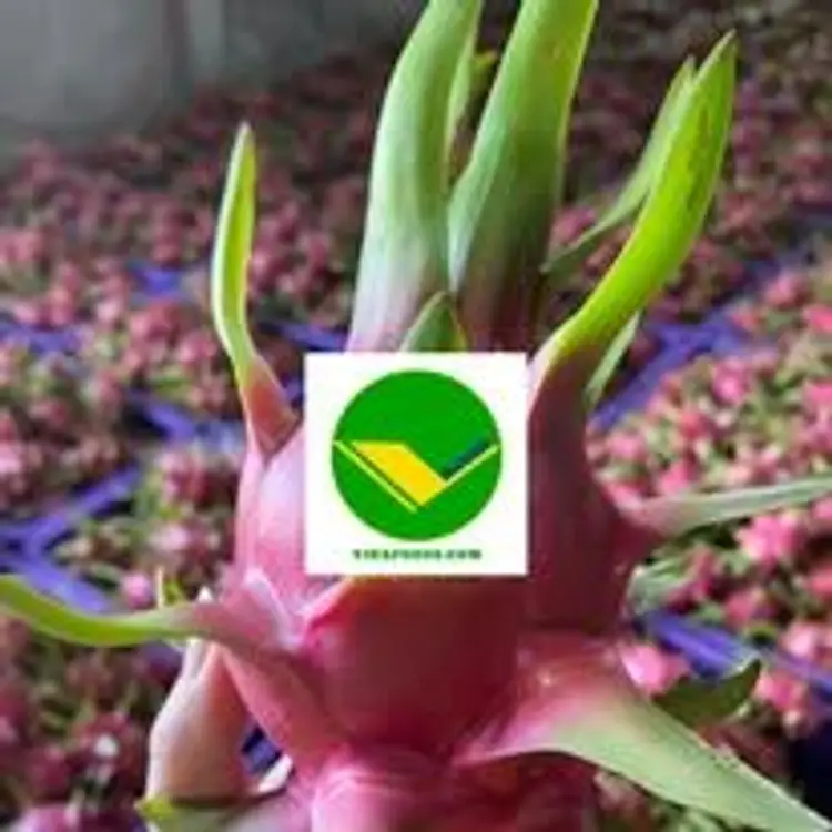 Thanh long tươi vikafoods 