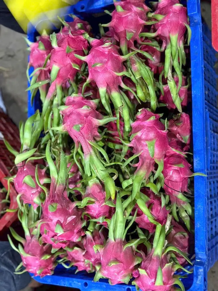 Thanh long tươi Vikafoods 